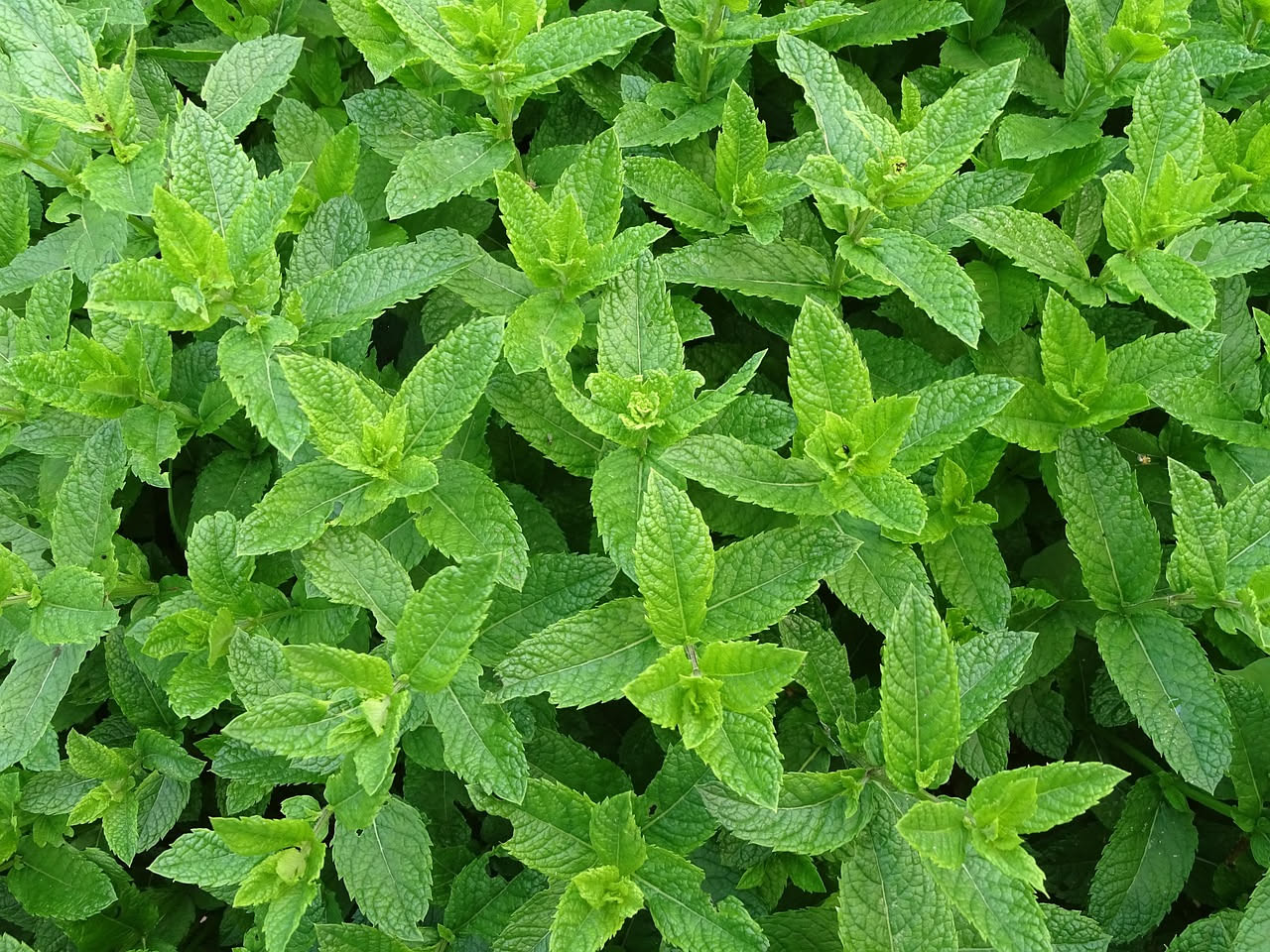 Come la menta ha conquistato il mondo dai giardini persiani