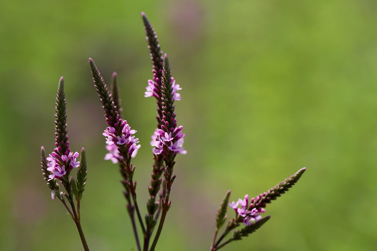 Come la vaniglia divenne l'aroma più desiderato d'Europa