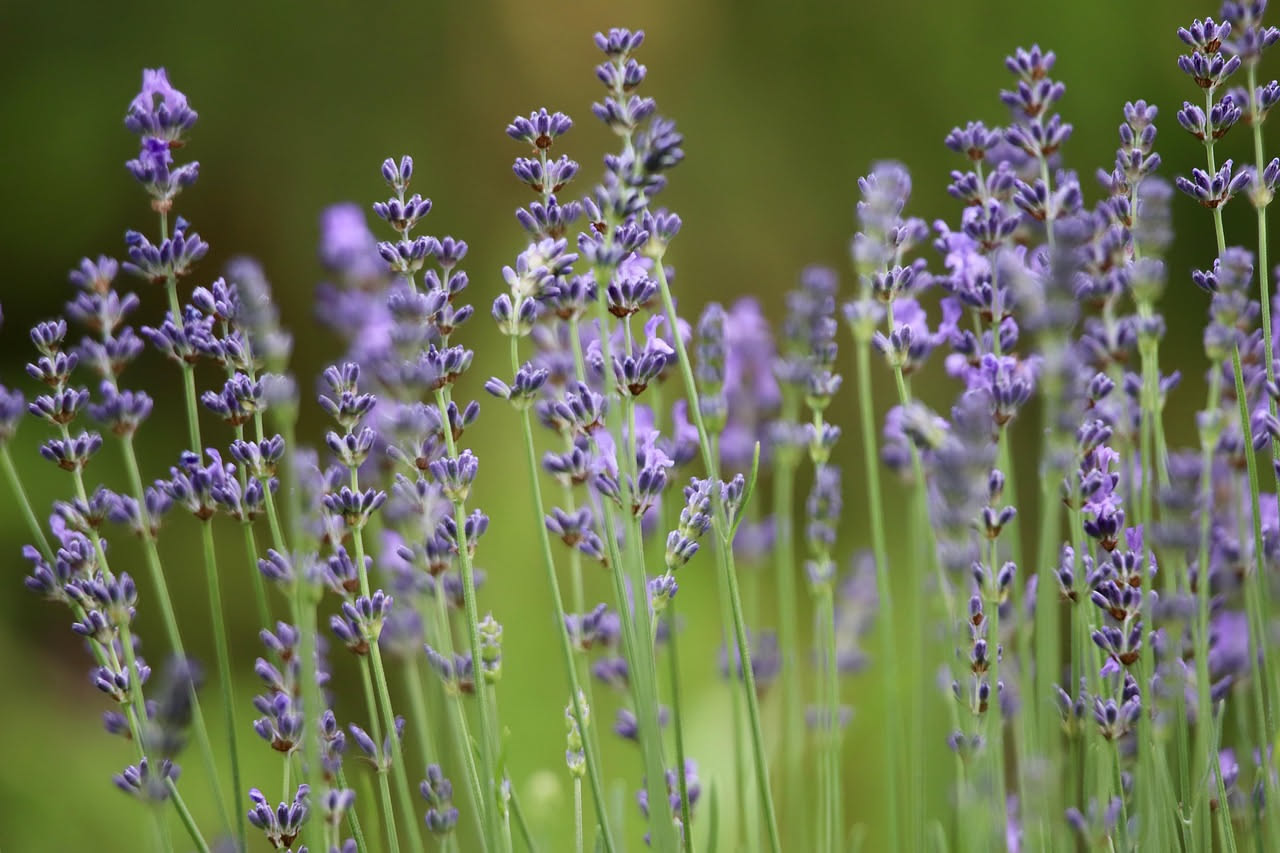 Da dove viene la lavanda che profuma i nostri giardini