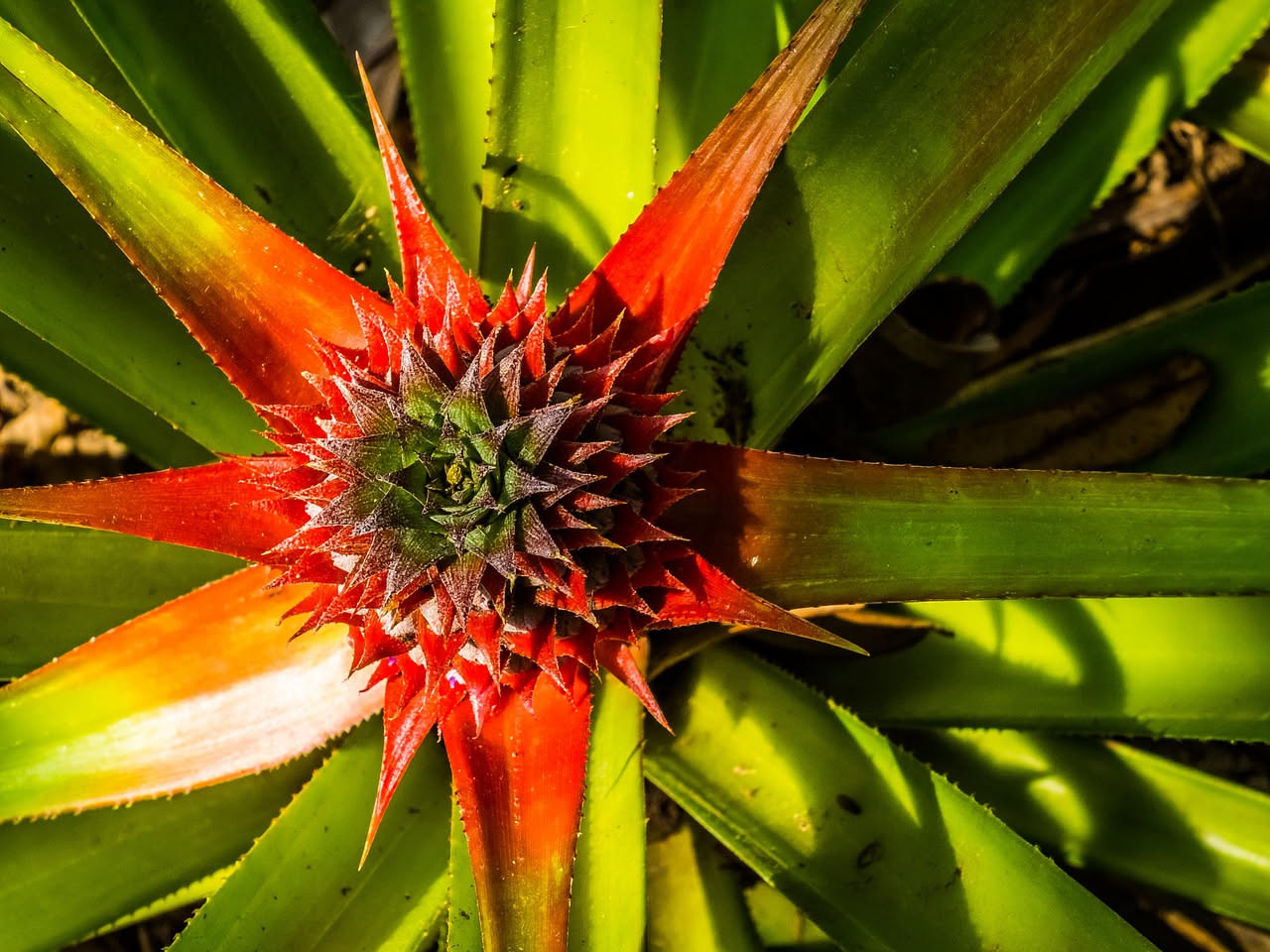 Guzmania: come curarla in casa passo dopo passo