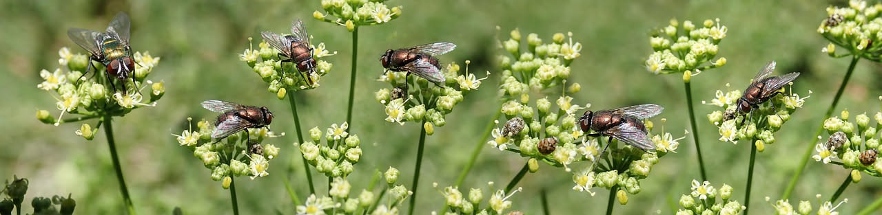 Olio di neem e sapone molle: i rimedi naturali contro i parassiti delle piante