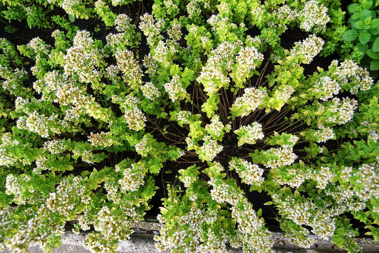 Origano in vaso: come coltivarlo facilmente in balcone