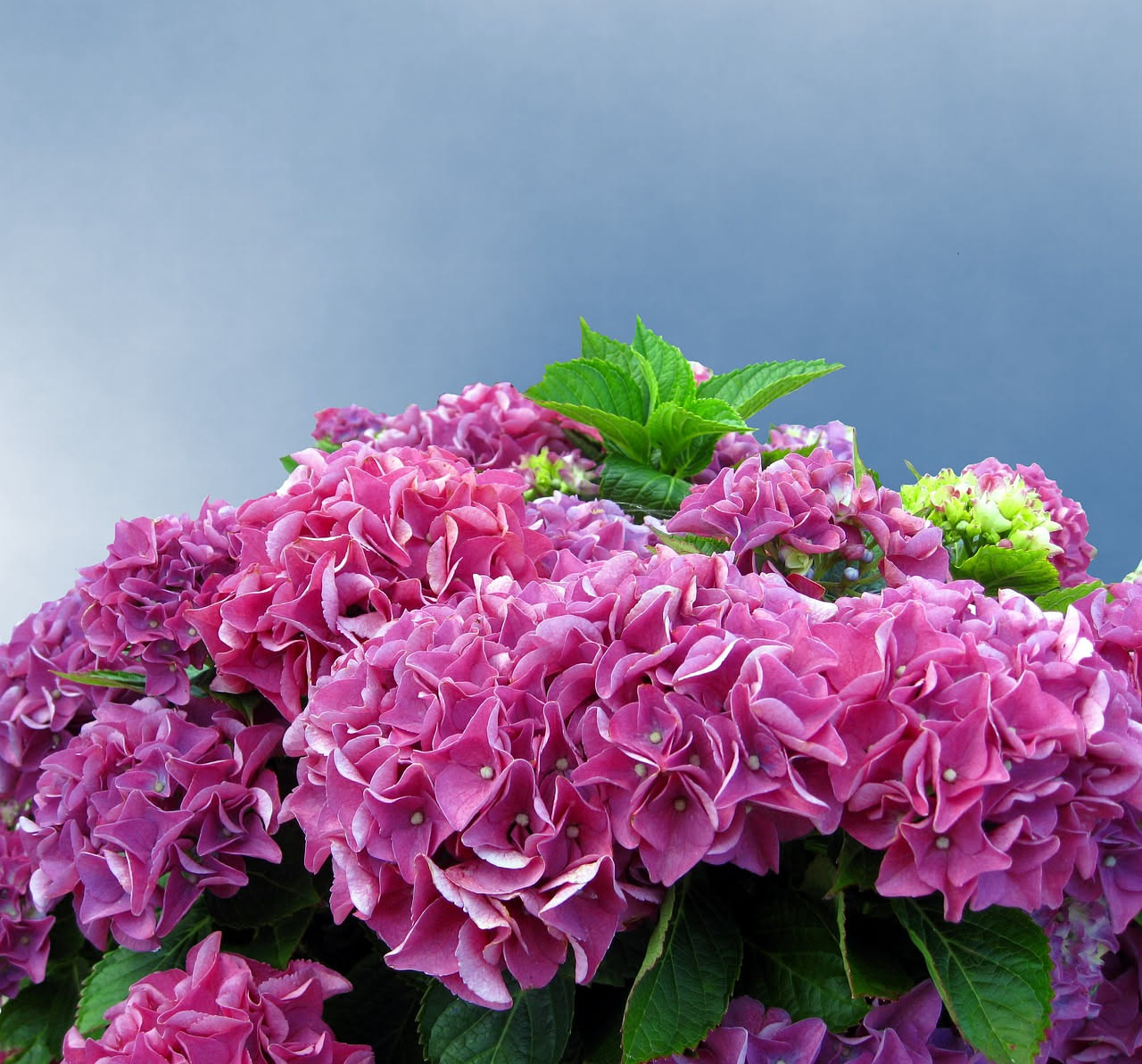 Ortensia: come curarla per fiori splendidi ogni stagione