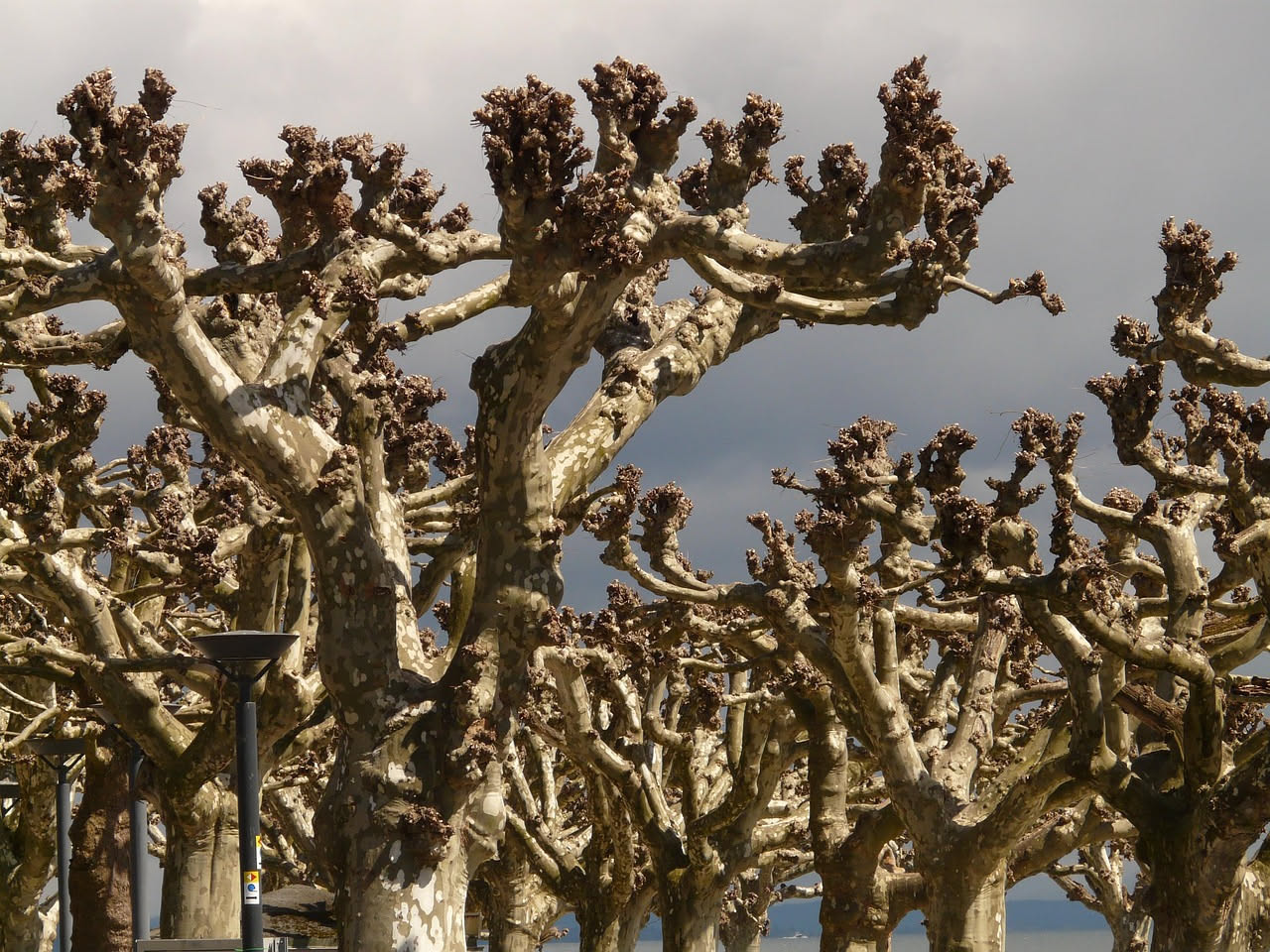 Parassiti esotici sugli alberi: perche le città italiane sono diventate il loro rifugio