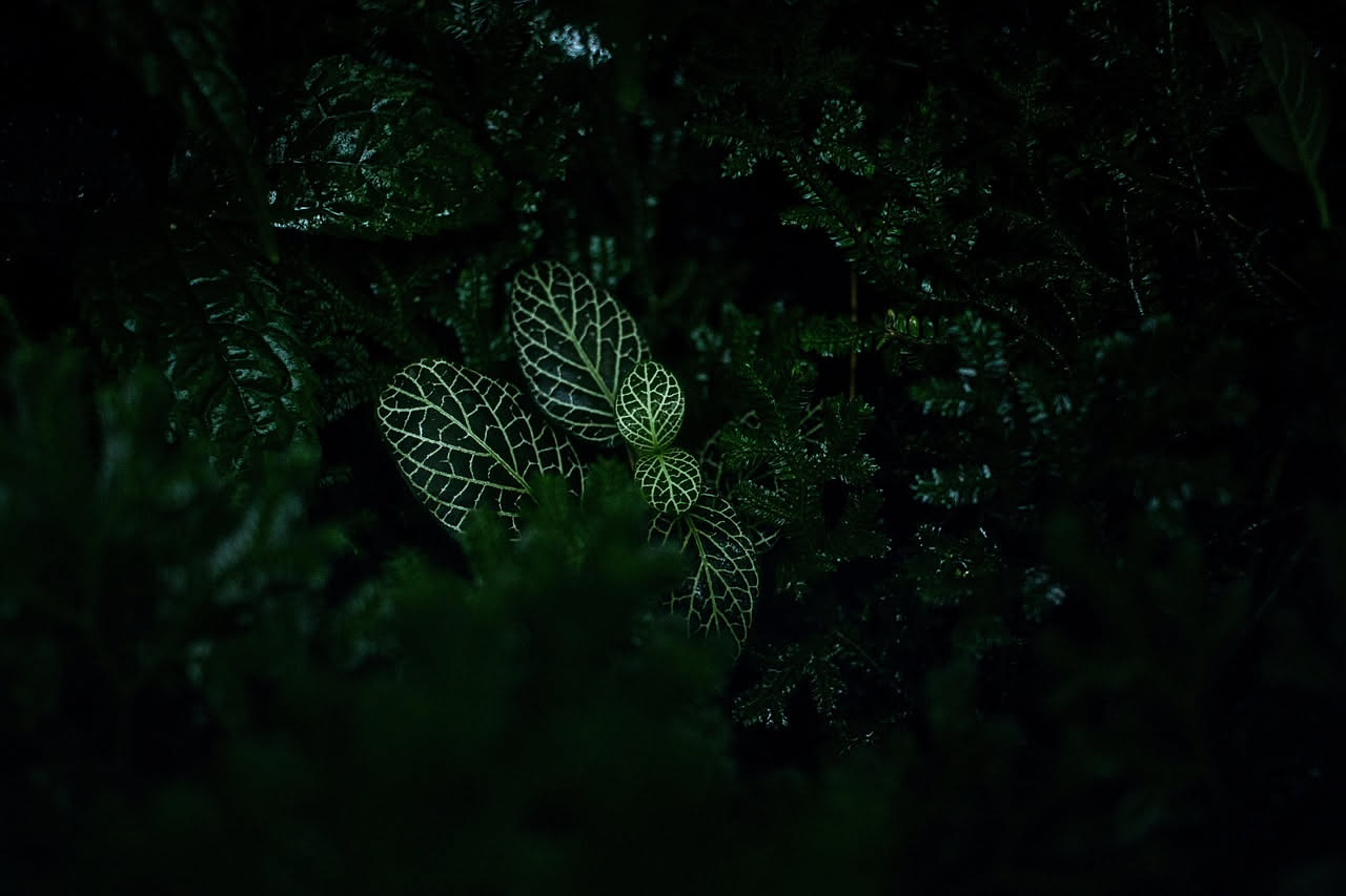Pilea: come curarla e mantenerla rigogliosa in casa