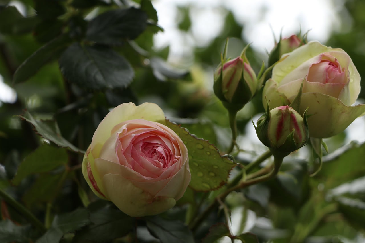 Quando la rosa divenne la regina dei giardini europei