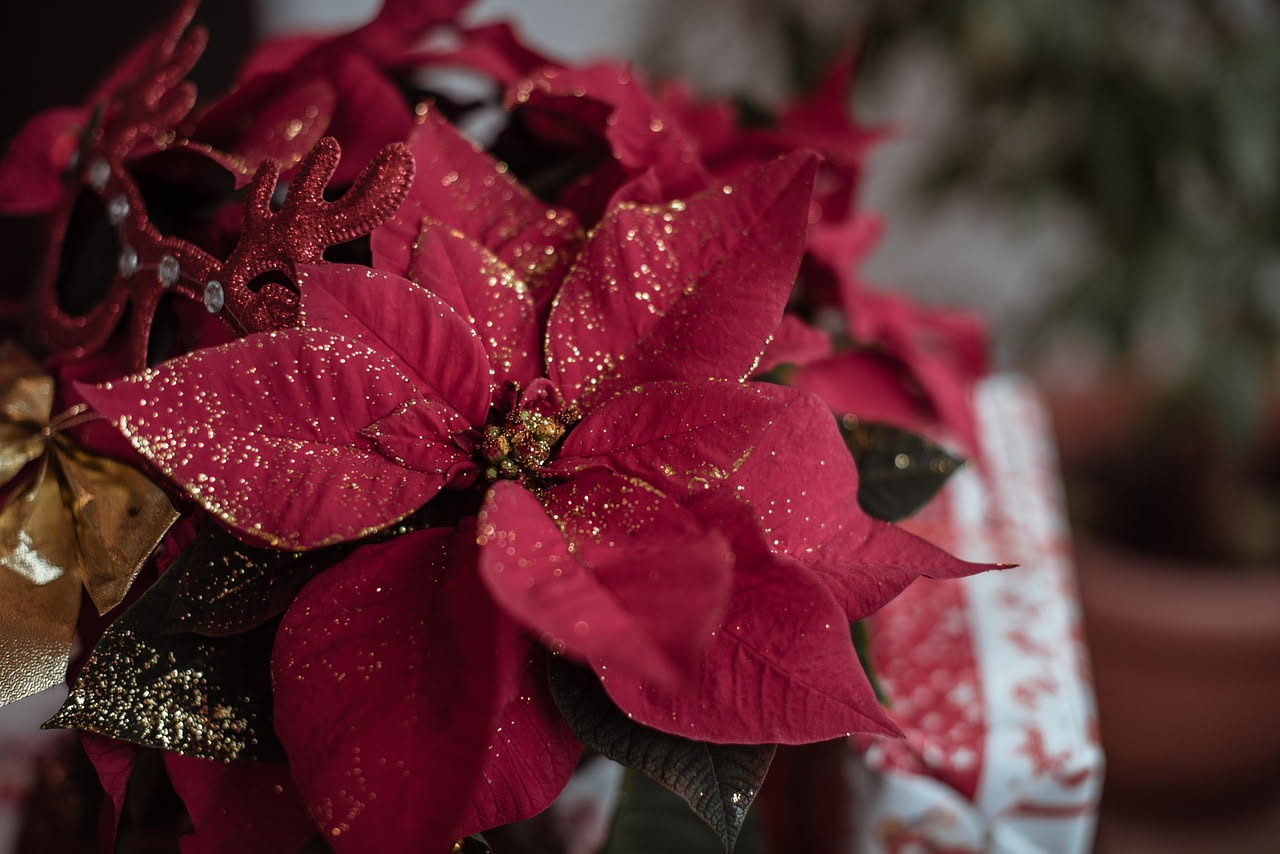 Stella di Natale: come curarla e mantenerla fiorita tutto l'anno