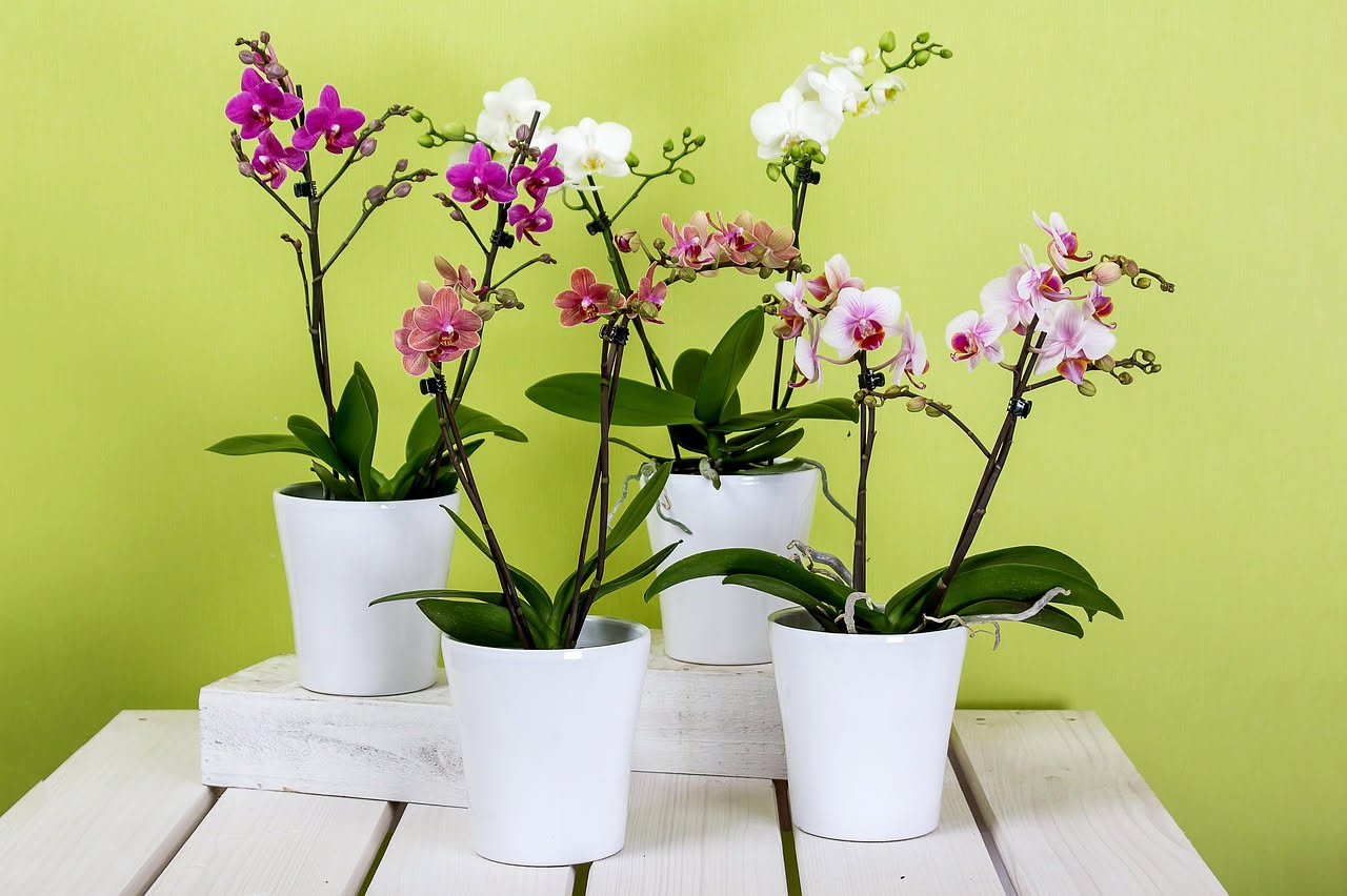 Come annaffiare le orchidee in estate: la regola d'oro