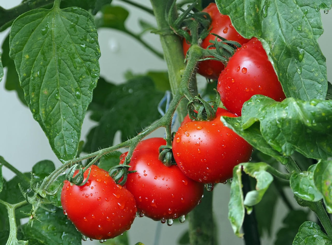 Come coltivare i pomodori sul balcone a luglio: la guida completa