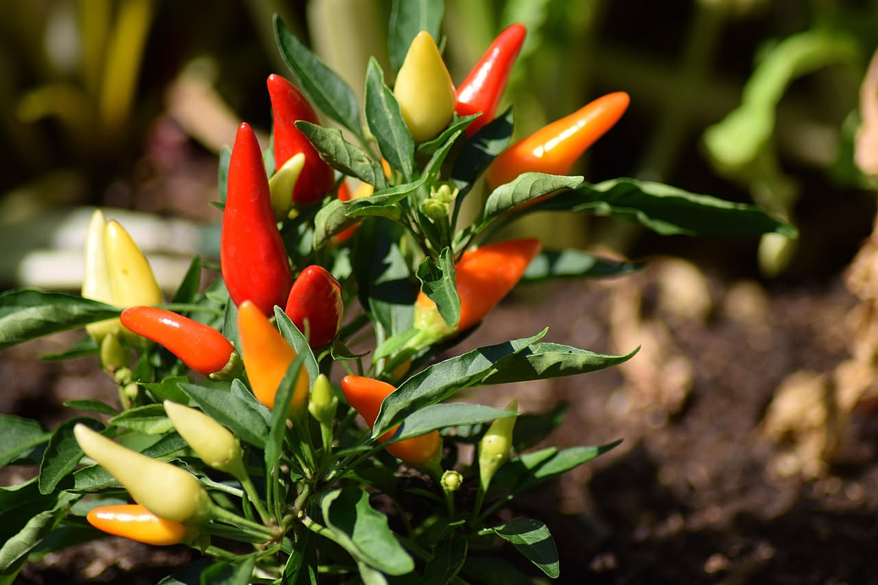 Peperoncini rossi, gialli e verdi su piante fitte coltivate in vasi di terracotta con fogliame verde intenso in pieno sole estivo
