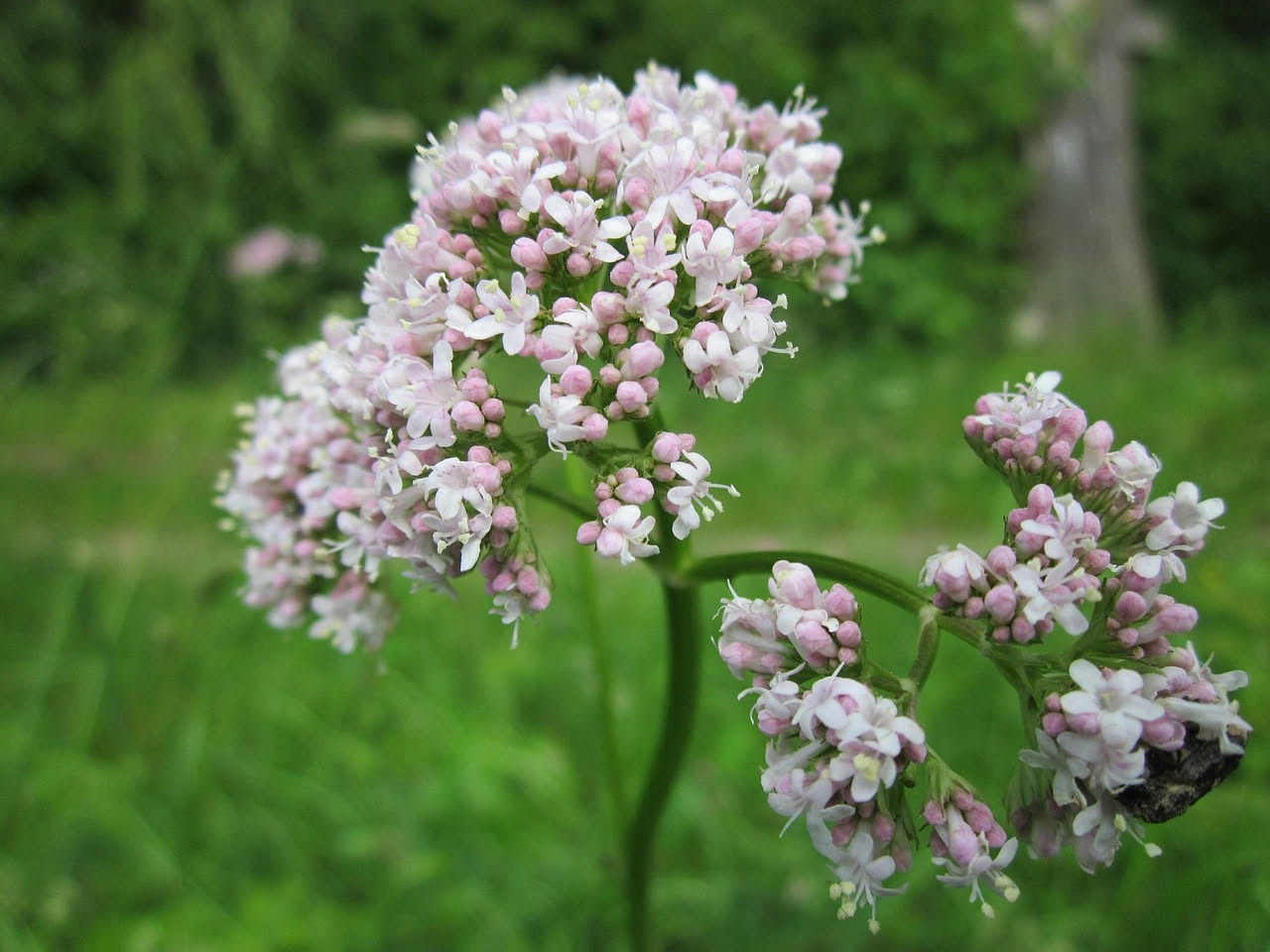 Come coltivare la valeriana in estate: la guida pratica