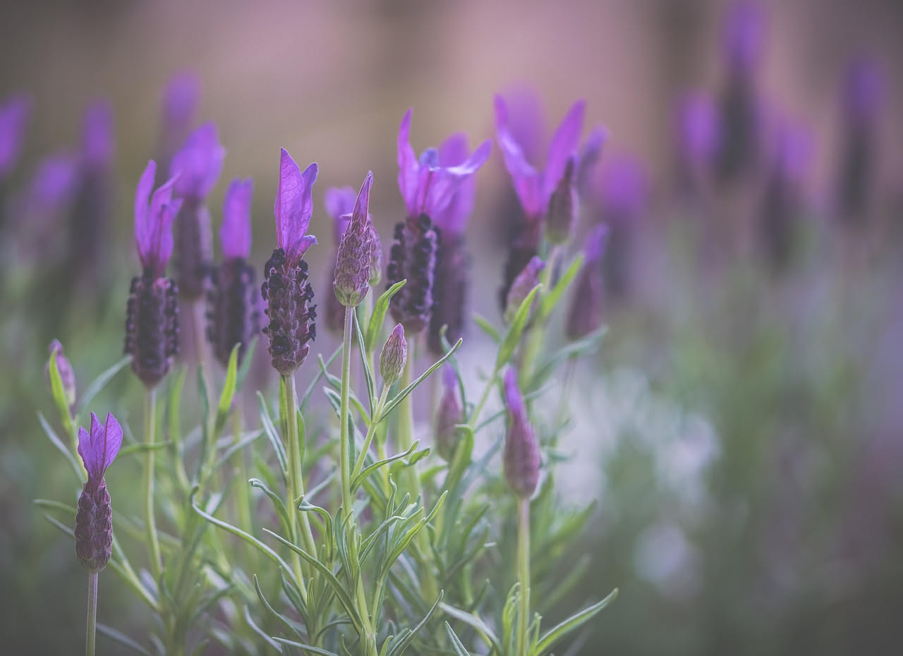 Come coltivare la lavanda in vaso a luglio: la guida
