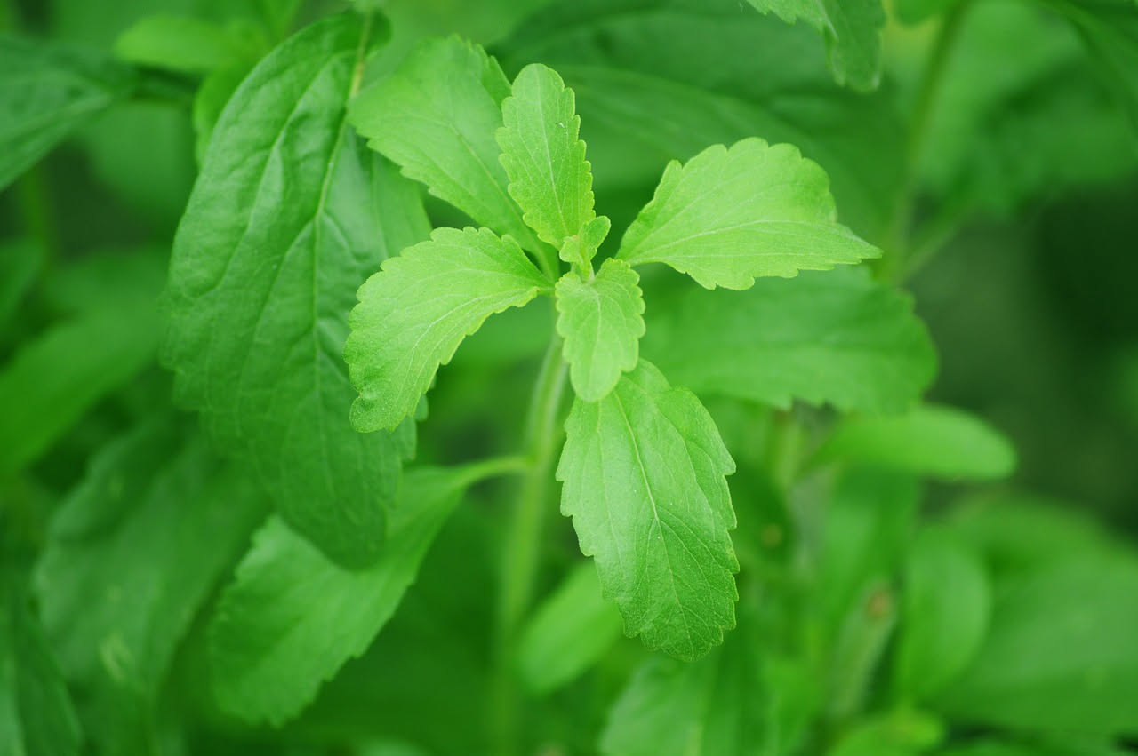 Pianta di stevia rigogliosa in vaso di terracotta su un balcone soleggiato, con foglie verdi e lanceolate, circondata da altri vasi di erbe aromatiche