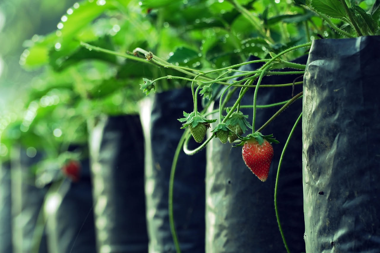 Come coltivare le fragole in vaso d'estate: i consigli pratici