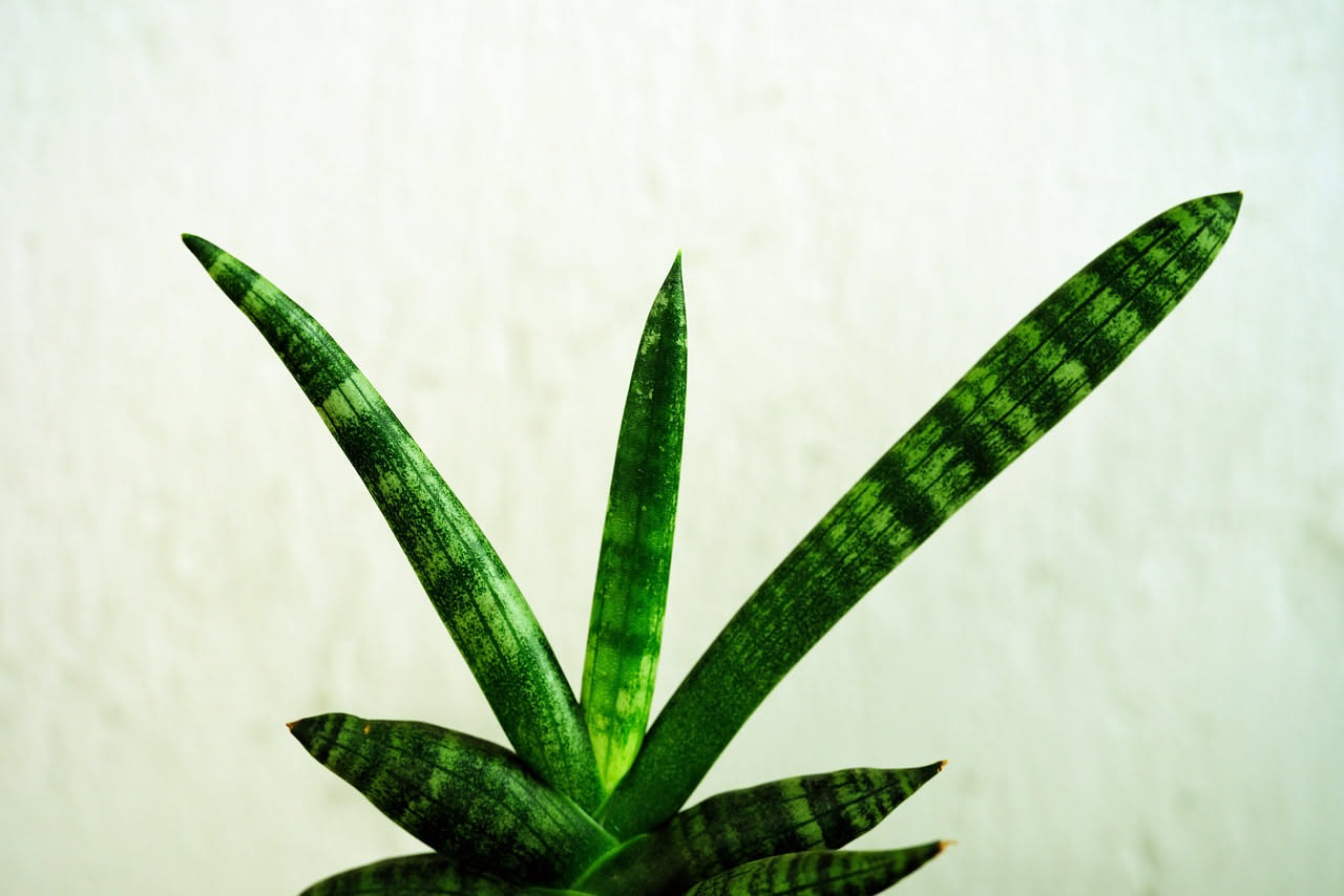 Come curare la sansevieria in estate: i consigli utili