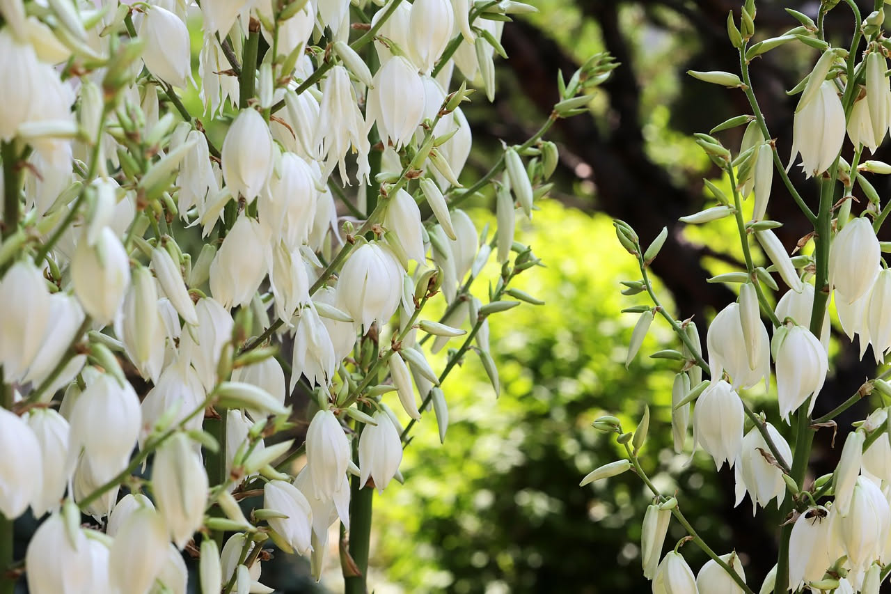 Yucca con foglie verdi appuntite in vaso di terracotta poggiato su un davanzale soleggiato con cielo blu e sole intenso sullo sfondo