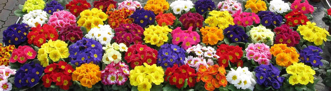 Gerani, petunie e surfinie in vaso su un balcone ombreggiato con terreno umido e fiori colorati in piena fioritura