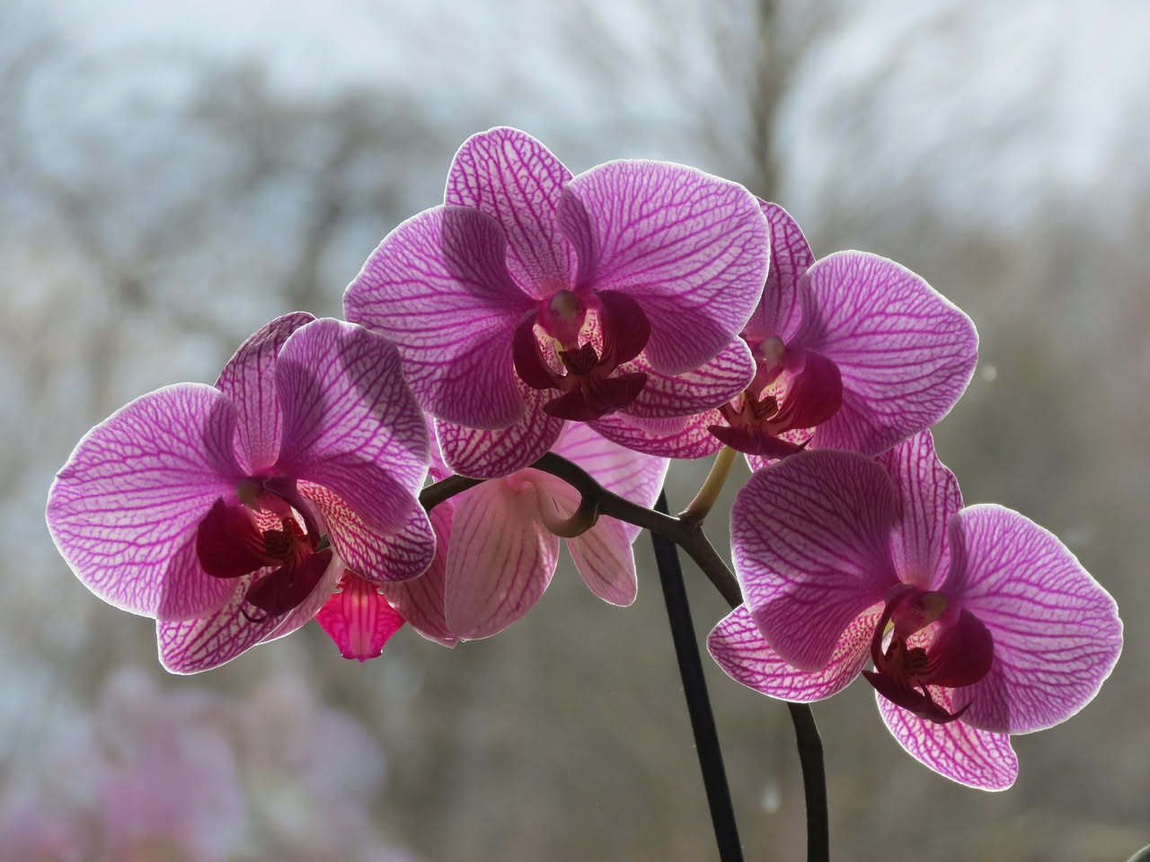 Come curare le orchidee in estate: il segreto per non farle soffrire