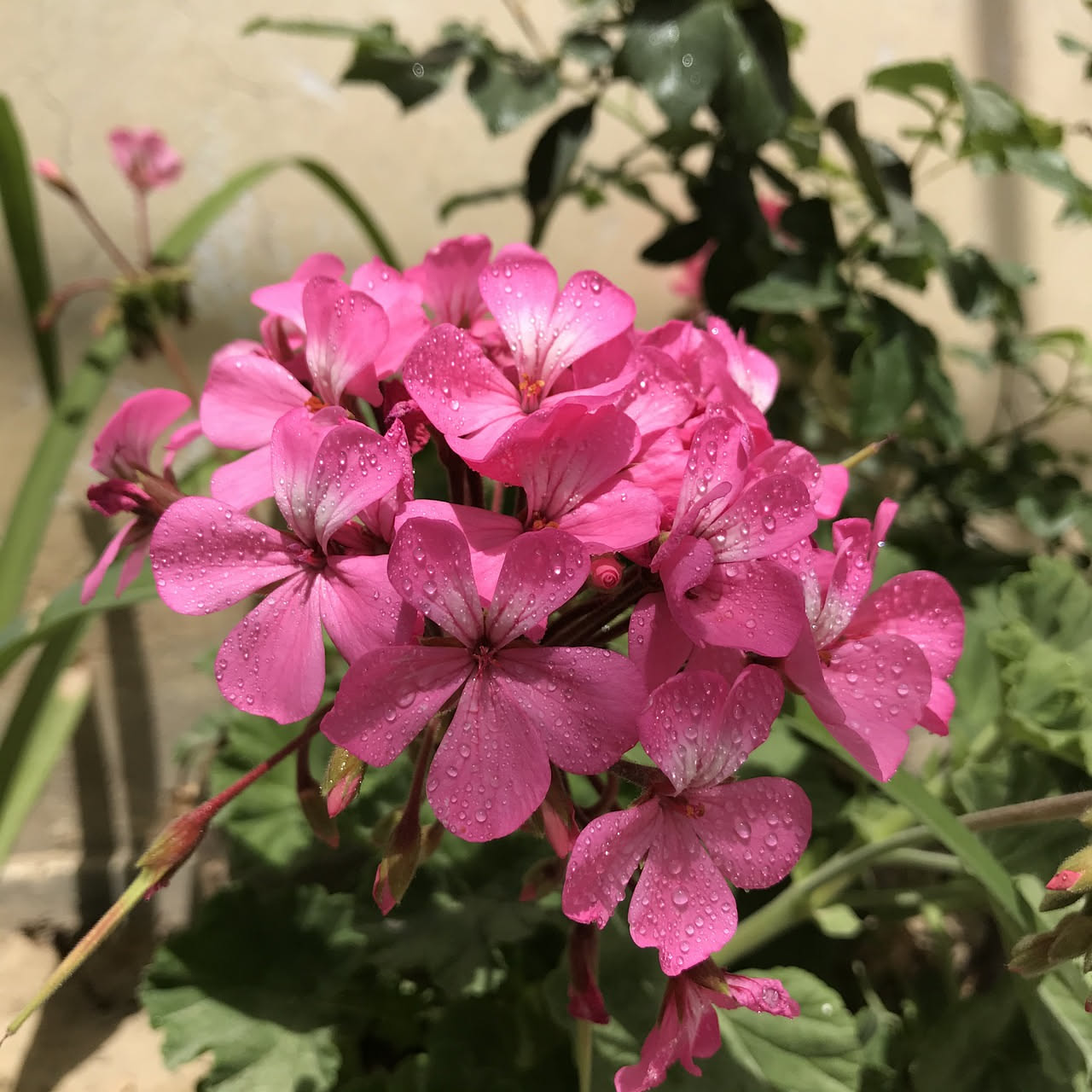 Come far fiorire i gerani in piena estate: il trucco della nonna