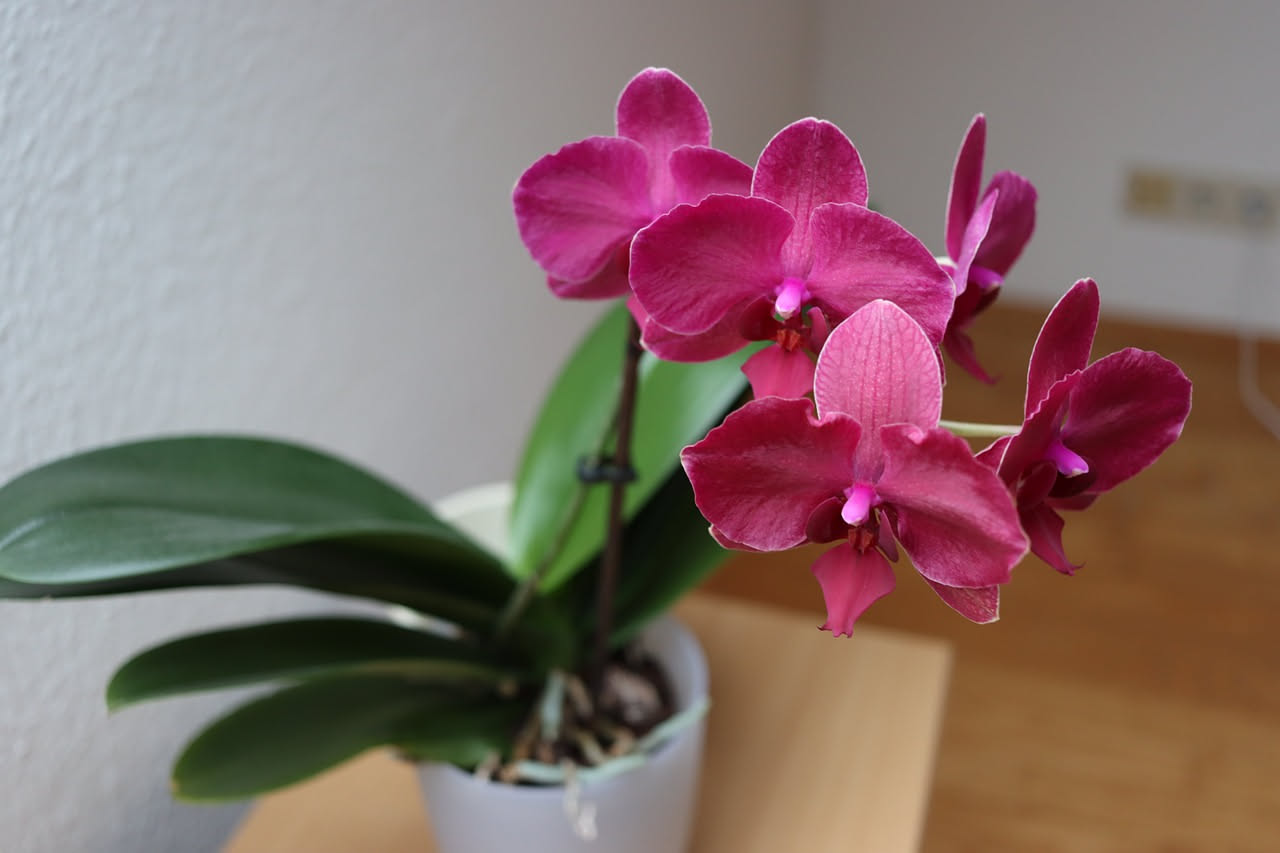 Come proteggere l'orchidea dal sole diretto: i consigli