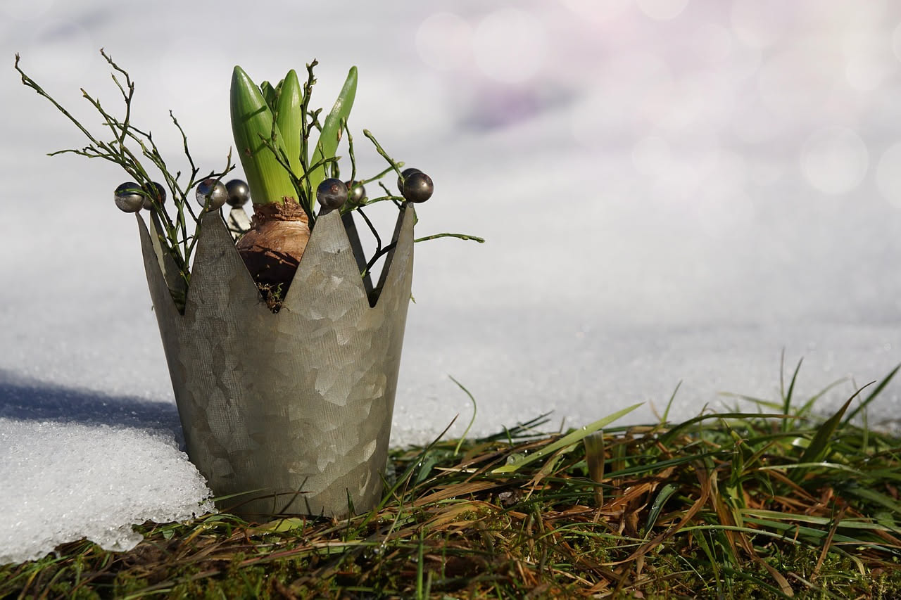 Vasi di piante su un balcone con sistema di irrigazione a goccia improvvisato con bottiglie d'acqua capovolte, sole pomeridiano filtrato da una tenda leggera