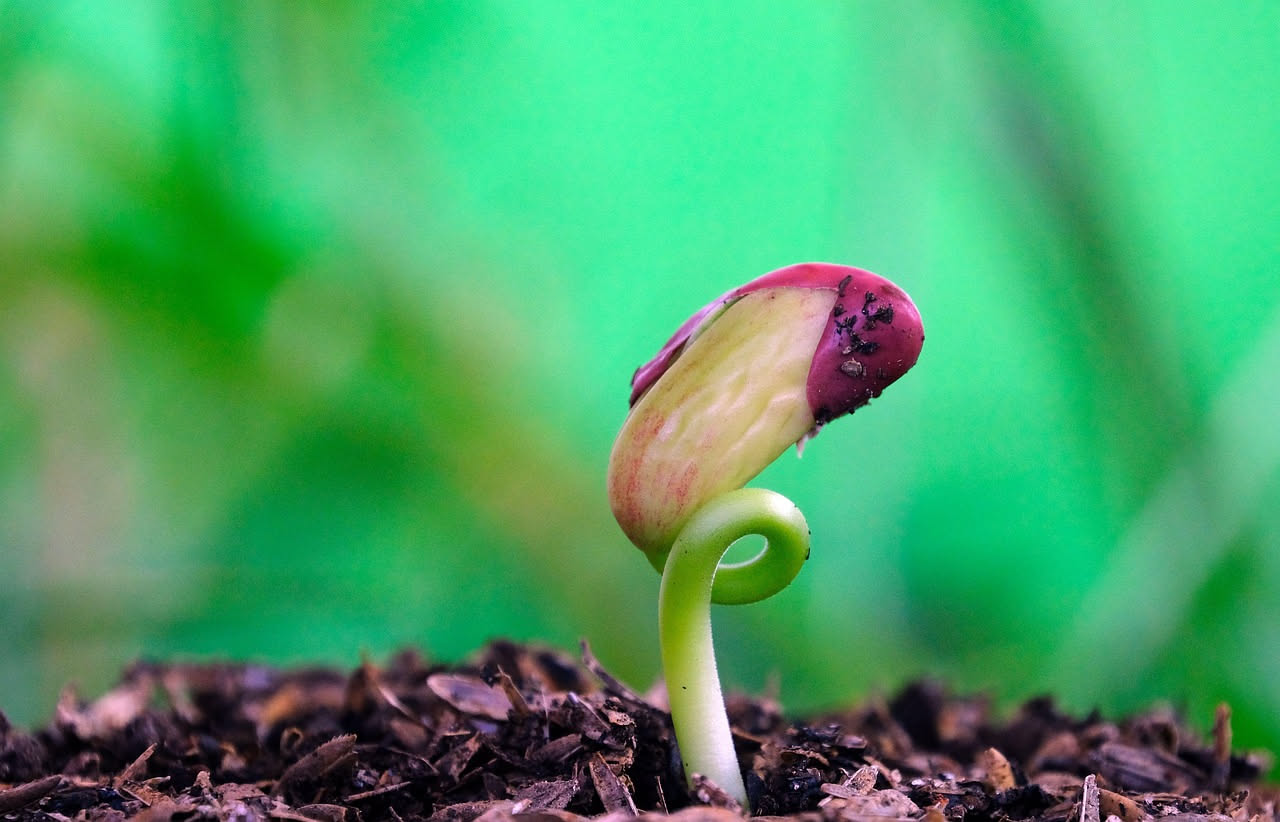 Sezione trasversale di un seme in germinazione con radichetta bianca appena emersa e cotyledoni rigonfi su fondo scuro di terriccio umido