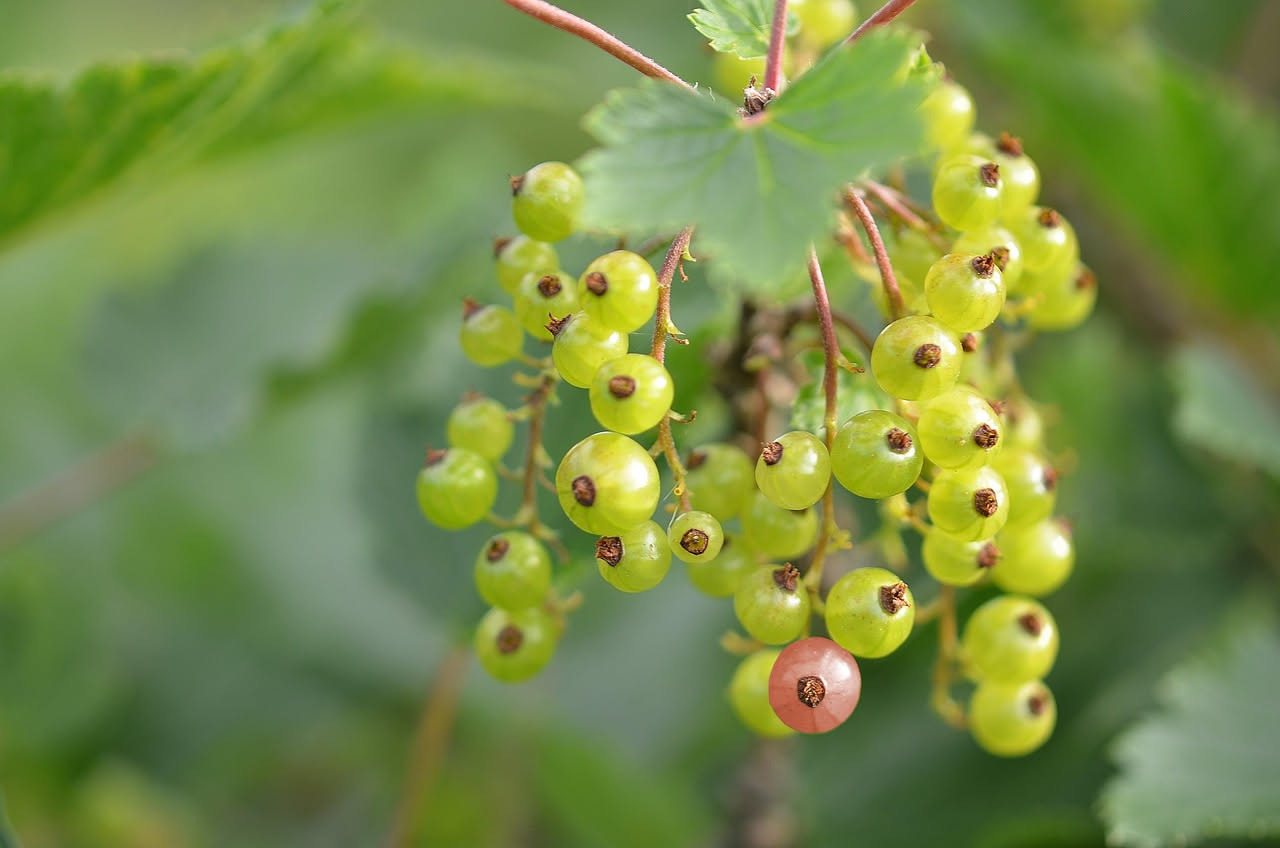 Ribes rosso trasparente appena colto, grappoli pendenti su ramo con foglie verdi, sfondo di giardino estivo con sole