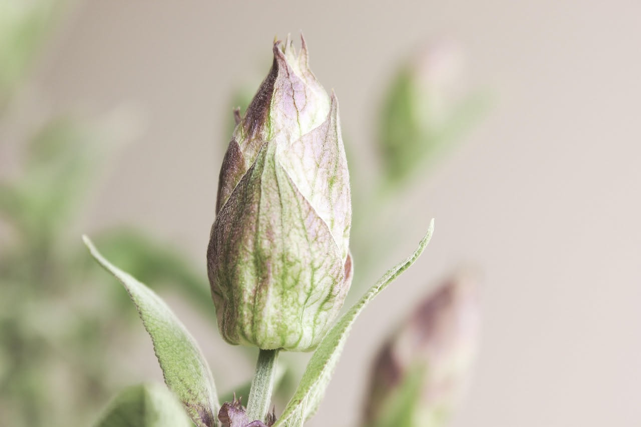 Da dove viene la salvia delle nostre cucine: le origini