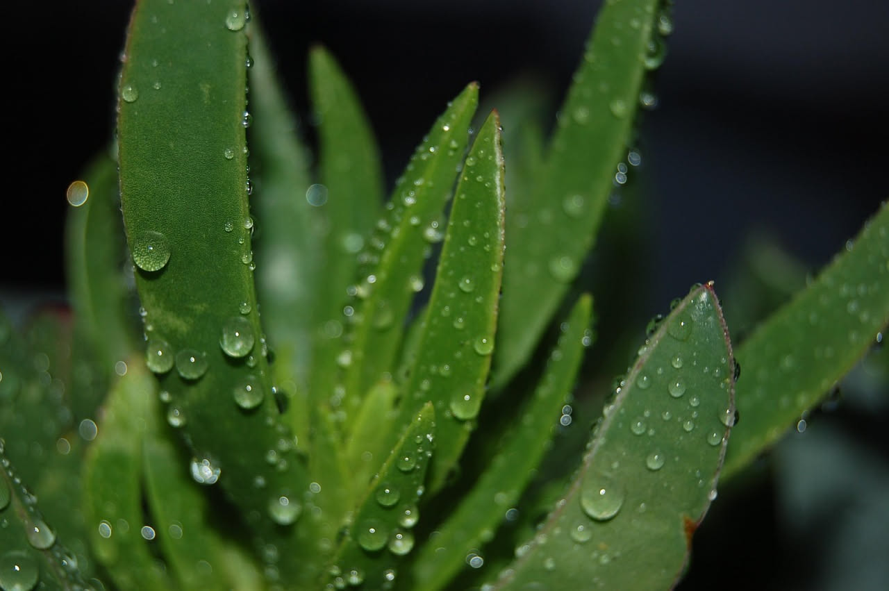 Pianta di aloe vera con foglie carnose verdi in primo piano, sfondo di paesaggio arido e desertico con rocce rosse e sabbia dorata