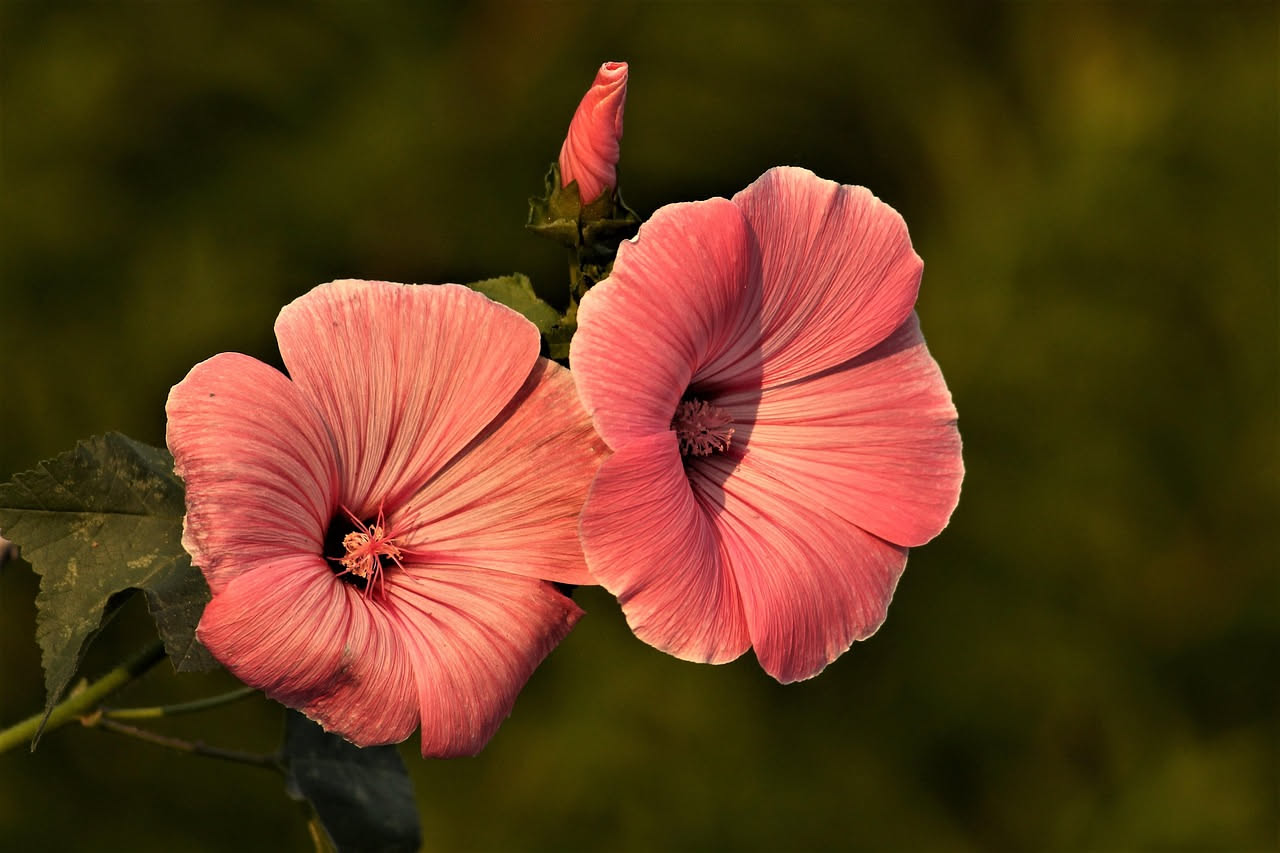 Da dove viene l'ibisco dai fiori estivi: le origini