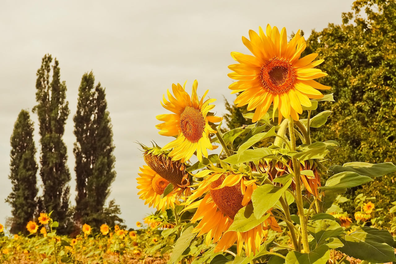 Da dove viene il girasole che amiamo a luglio: le origini