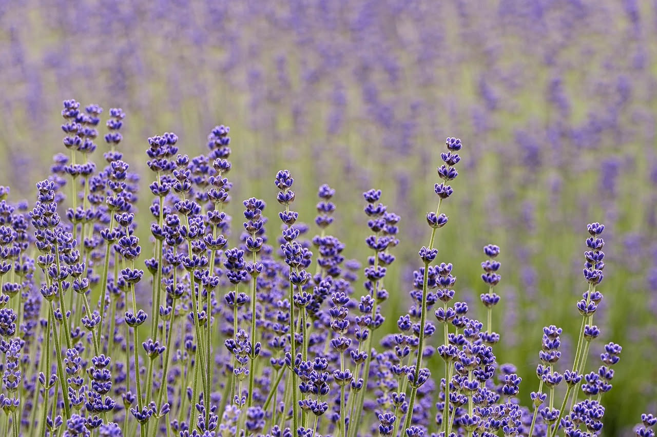 Da dove viene la lavanda che fiorisce a luglio: le origini