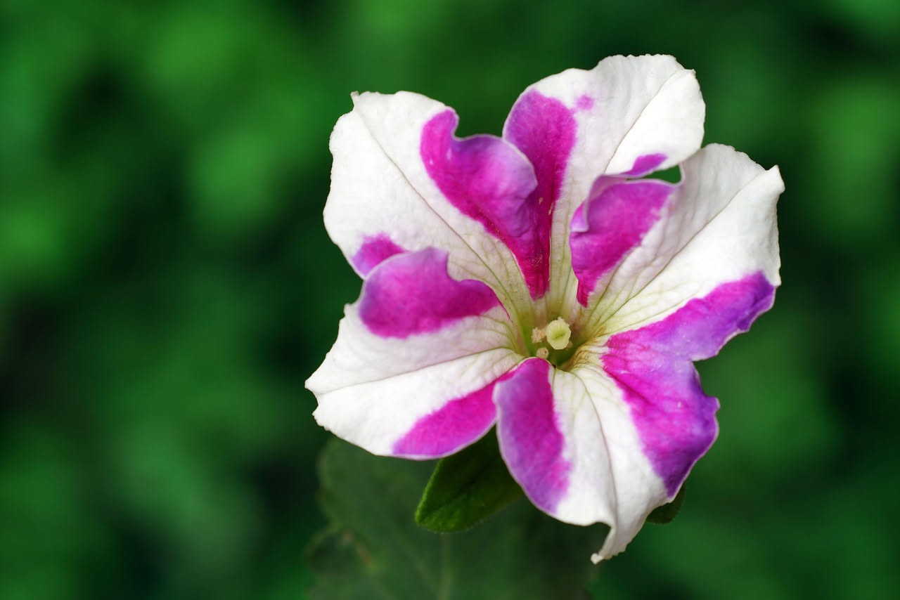 Petunia con fiori viola e fucsia, in primo piano il calice e gli stami gialli, coltivata in vaso di terracotta su un balcone soleggiato con altre varietà sullo sfondo