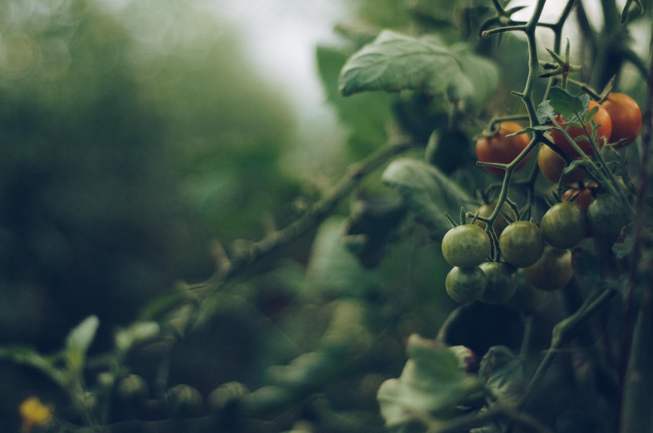 Ramo di pomodori ciliegini rossi brillanti con foglie verdi, fotografati da vicino in una serra soleggiata con gocce di rugiada