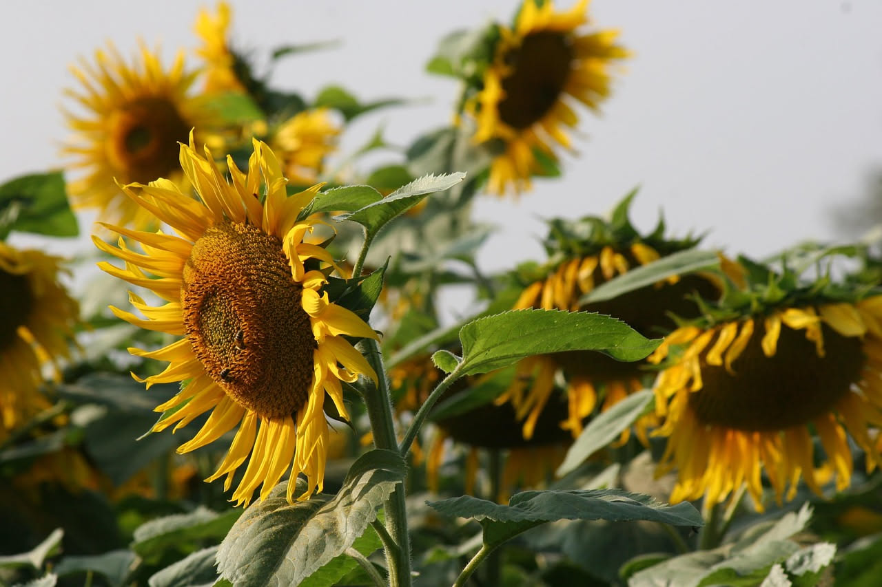 Ampio campo di girasoli in fiore con petali gialli e dischi centrali marroni, paesaggio collinare italiano sullo sfondo, ore pomeridiane con luce dorata