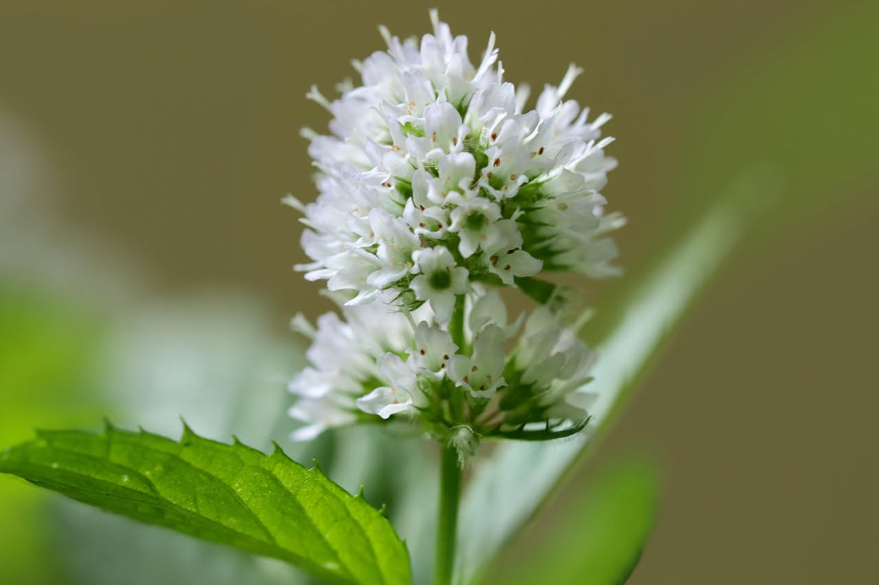 Da dove viene la menta rinfrescante d'estate: le origini