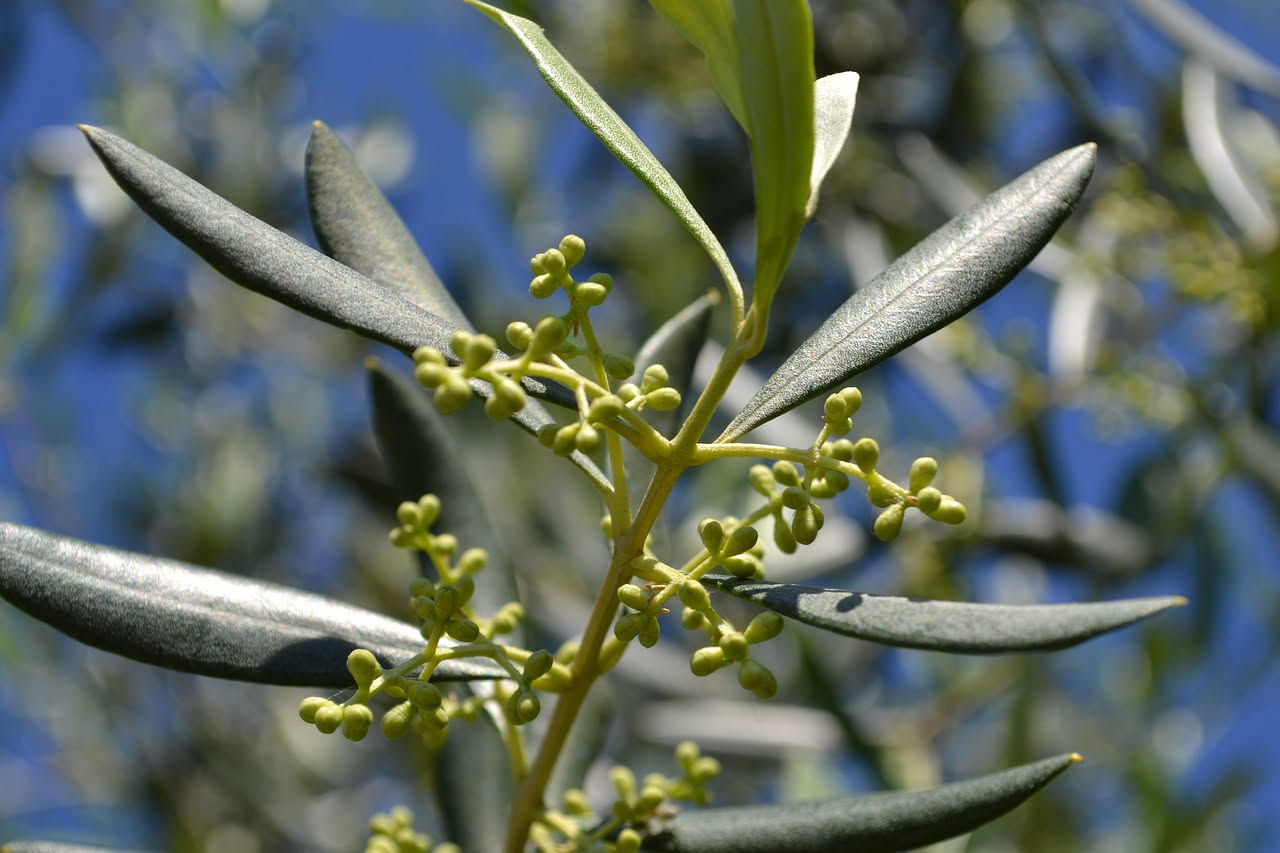 Pianta di zucchina con fiore giallo femminile con ovaia visibile alla base e fiore maschile su stelo sottile, fotografati da vicino nel sole del mattino