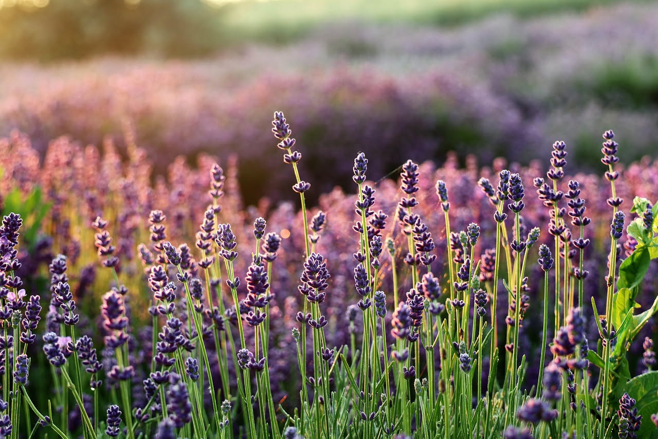 Cespuglio di lavanda con fiori viola intensi in piena luce solare, sfondo di cielo azzurro e terreno asciutto e drenante