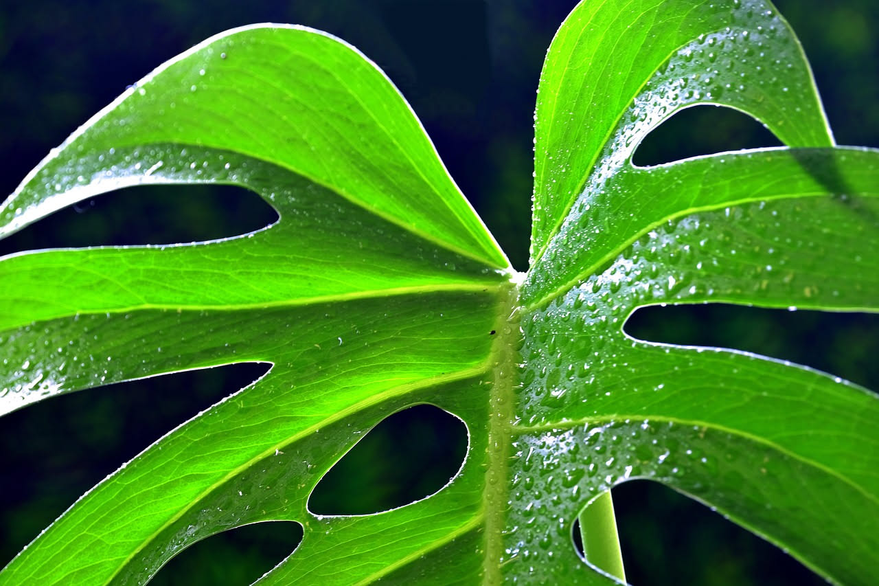 Perché la monstera soffre il caldo: come rinfrescarla