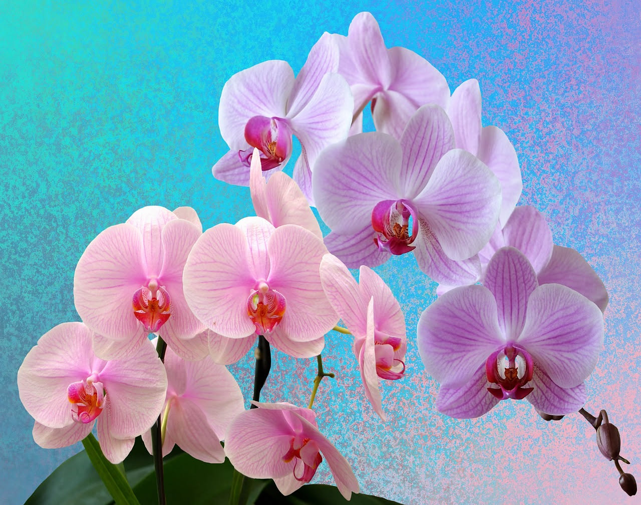 Orchidea Phalaenopsis con foglie verdi scure, alcuni fiori viola ancora aperti e rami fiorali parzialmente spogli, in vaso di terracotta su finestra con luce naturale filtrata