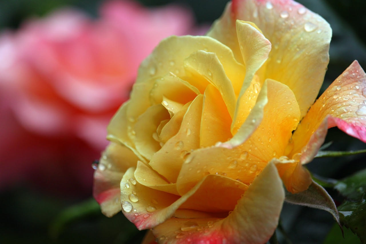 Perché le rose si ammalano col caldo umido: come curarle