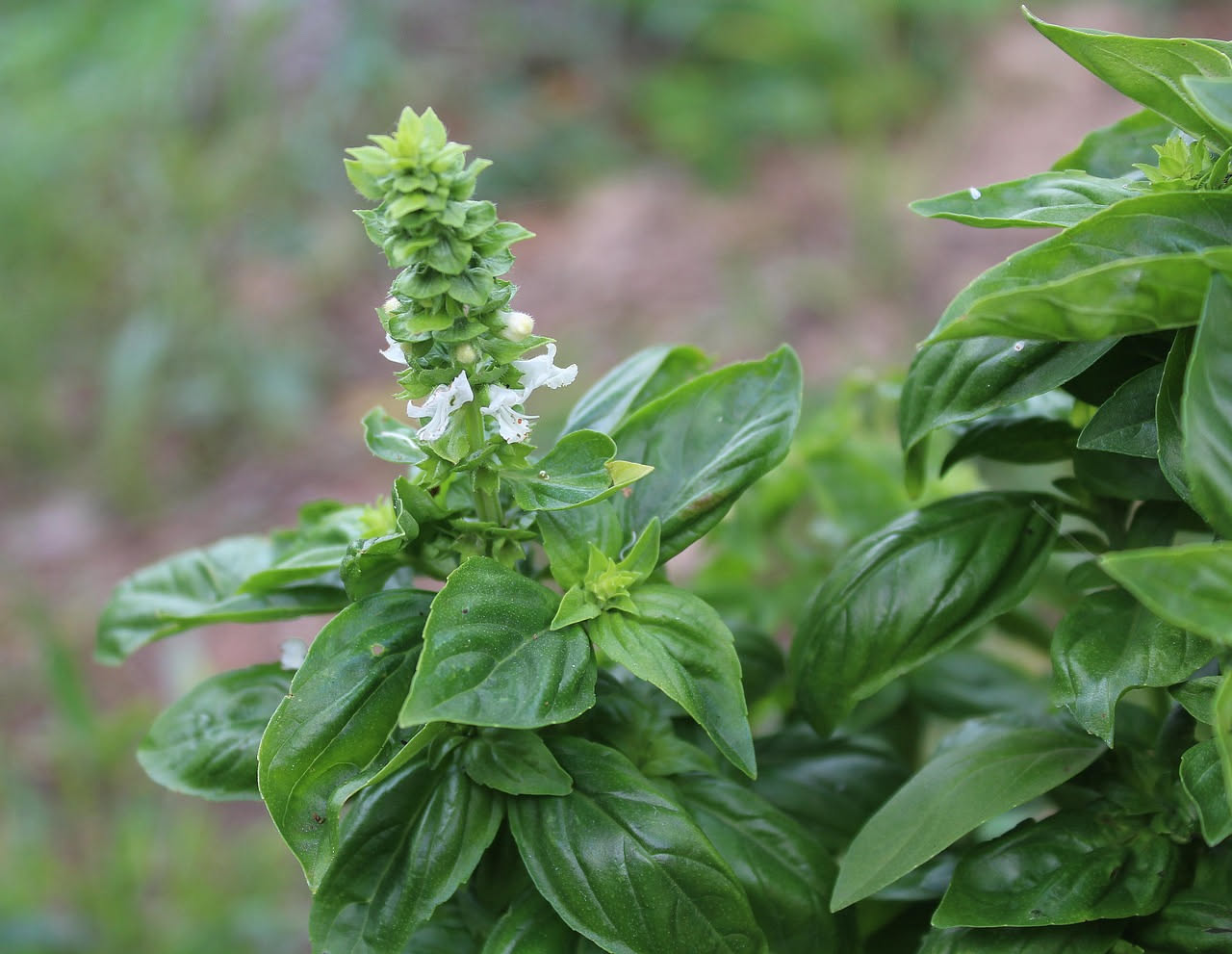 Accanto due vasi di basilico, uno con foglie strette e verde scuro di basilico thai, l'altro con foglie larghe e verde chiaro di basilico genovese, su uno sfondo di terra e luce naturale