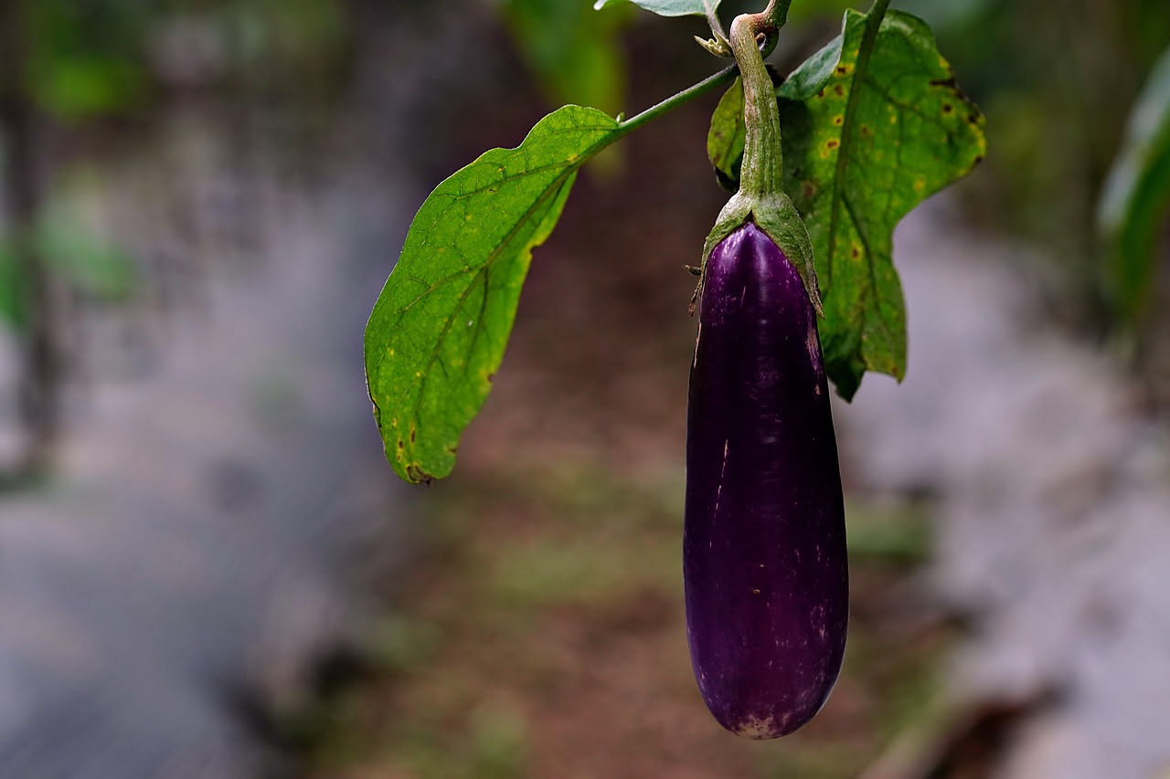 Qual è l'origine della melanzana estiva: la storia del frutto