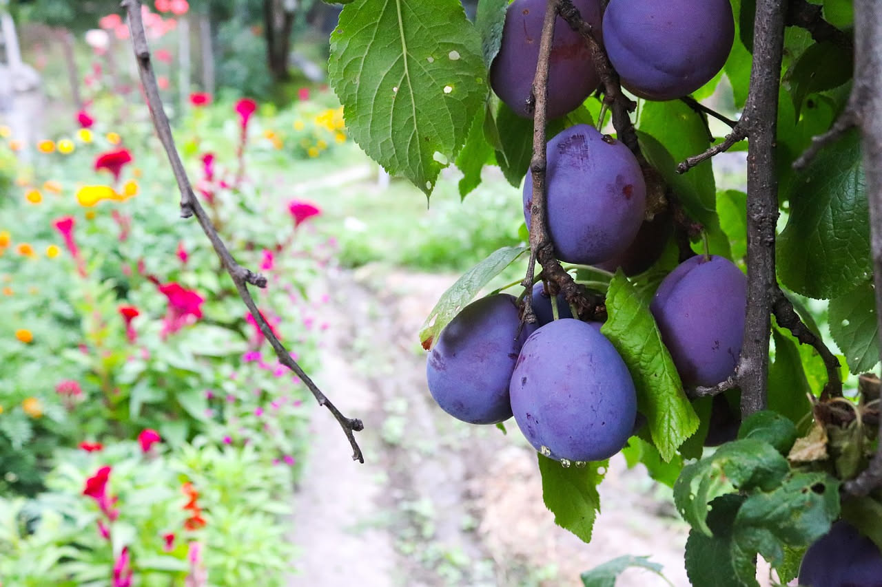 Qual è l'origine della susina estiva: la storia del frutto