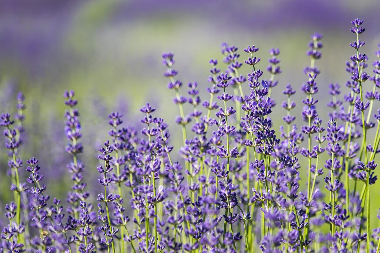 Campi di lavanda in fiore con fiori viola intenso, foglie grigio-verdi e sole che tramonta sulle montagne mediterranee