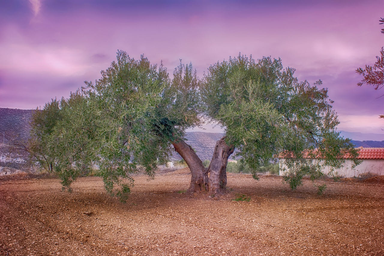 Qual è la storia dell'ulivo simbolo del Mediterraneo: le origini