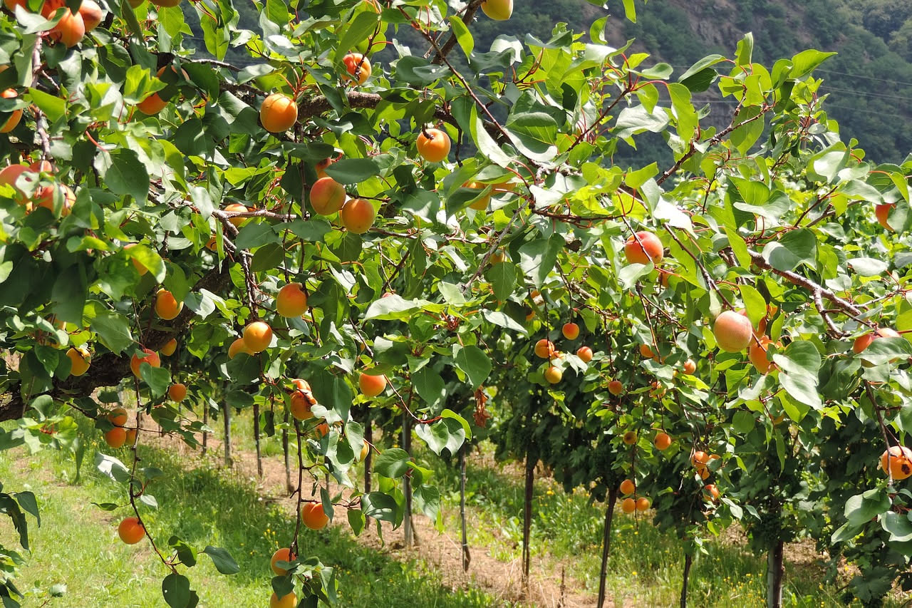 Grappoli di uva da tavola bianca e nera mature appesi alla vite con foglie verdi, sfondo di vigna in montagna al tramonto