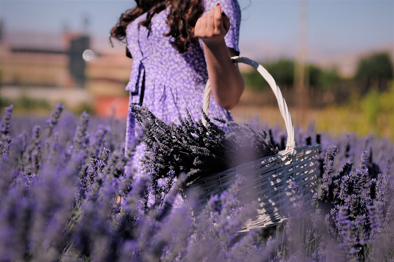 Qual è la storia della lavanda in Provenza: le origini