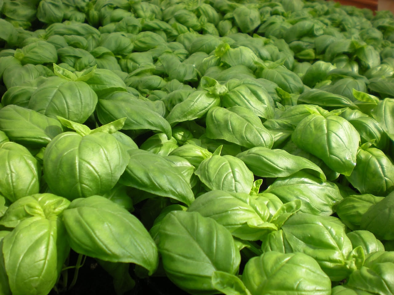 Pianta di basilico genovese con foglie lanceolate verde brillante in terracotta, coltivata in una corte genovese tradizionale con muri di pietra grigia