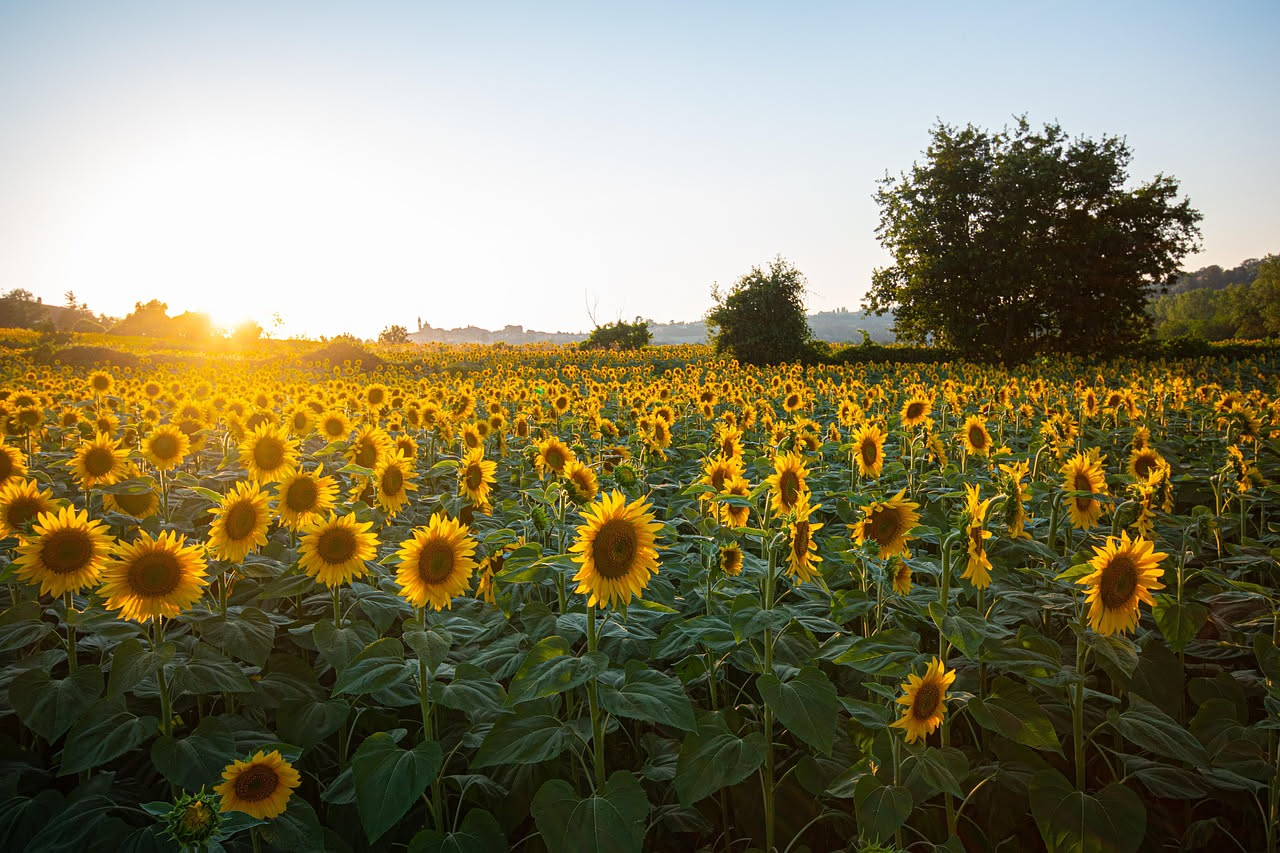 Qual è la storia del girasole nell'arte e nei campi: le origini